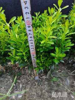 高度25厘米瓜子黄杨小苗