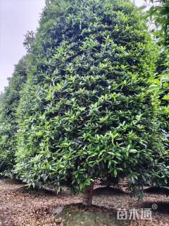 高度300厘米桂花柱子