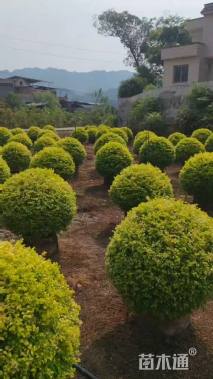 冠幅80厘米亮晶女贞球