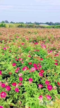 高度40厘米大花月季