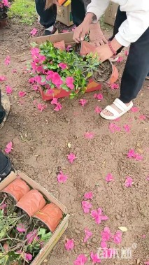 高度40厘米石岩杜鹃