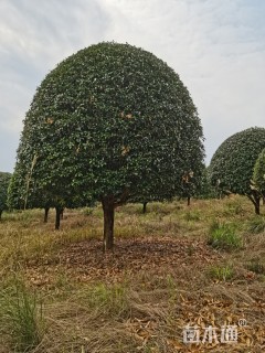 20公分桂花