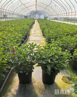 高度20厘米穗花婆婆纳