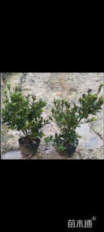 高度35厘米夏鹃小苗