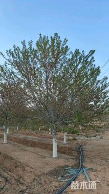 21公分染井吉野樱