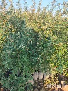 高度75厘米沙棘