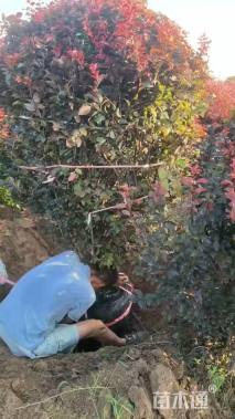 高度110厘米红叶李球