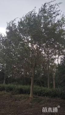 15公分朴树