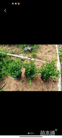 高度20厘米满天星