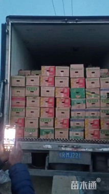 冠幅40厘米五色梅