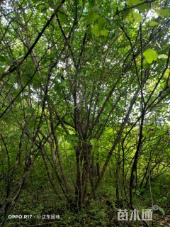 高度600厘米丛生茶条槭