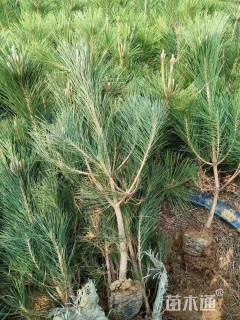 高度80厘米马尾松