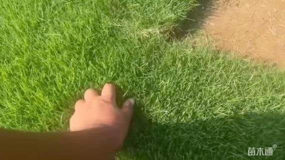 草卷状百慕大草