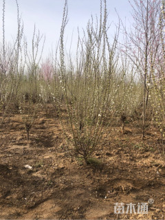 高度130厘米六月雪