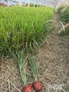 高度25厘米金红羽狼尾草