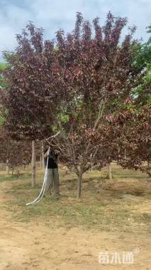 11公分红叶碧桃