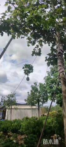 裸干高50厘米蒲葵