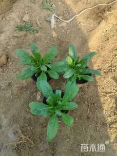 高度20厘米紫罗兰