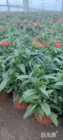 高度25厘米石竹