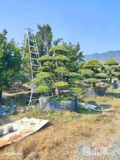 容器苗造型罗汉松