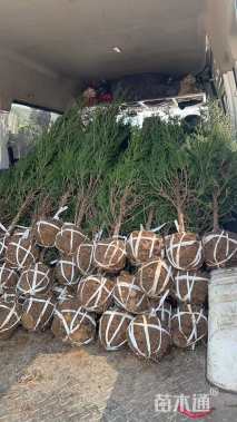 高度150厘米塔柏