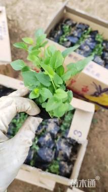 高度10厘米紫花地丁