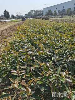 高度20厘米珊瑚冬青