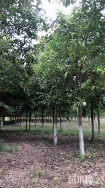 10公分大叶女贞