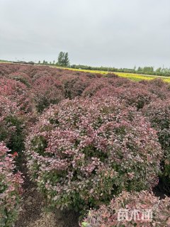 冠幅120厘米紫叶小檗球