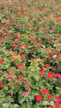 高度50厘米红帽月季