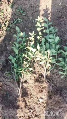 高度50厘米大叶黄杨