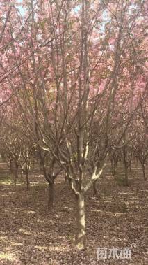 10公分北美海棠