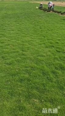 草卷状马尼拉草