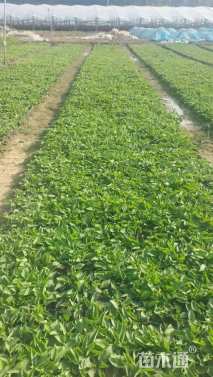 高度10厘米紫花地丁