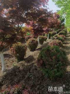 冠幅130厘米紫叶小檗球