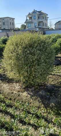 冠幅100厘米银姬小蜡球