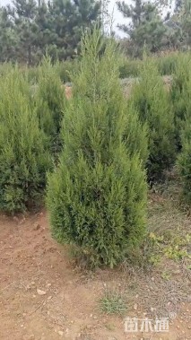 高度120厘米蜀桧