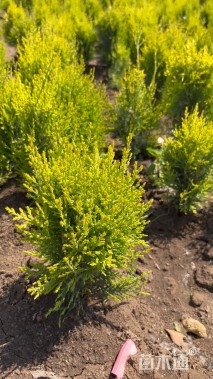 高度30厘米洒金柏