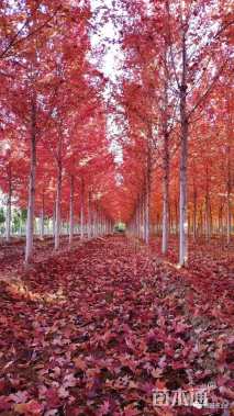 13公分美国红枫