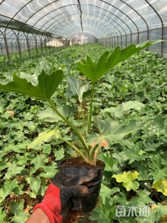 高度20厘米春羽