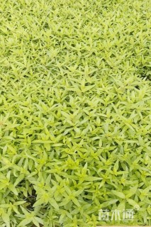 高度20厘米千屈菜