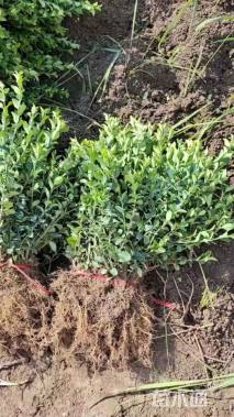 高度25厘米卫矛