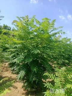 高度500厘米丛生火炬