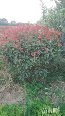 冠幅150厘米石楠球