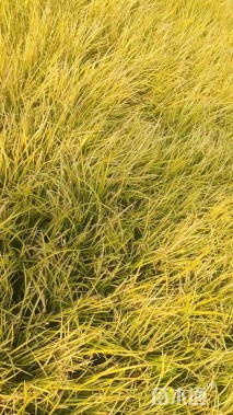 高度20厘米金线菖蒲