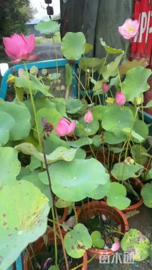 高度25厘米荷花