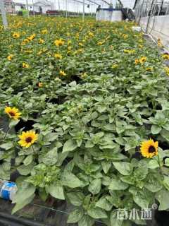高度20厘米向日葵