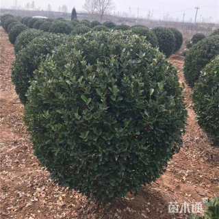 冠幅100厘米冬青球