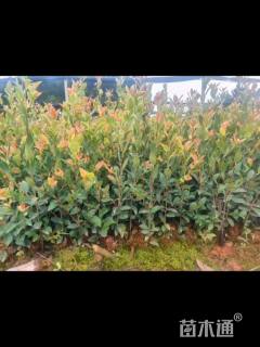 高度40厘米油茶