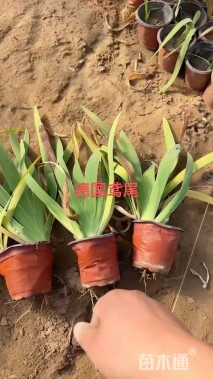 高度40厘米德国鸢尾